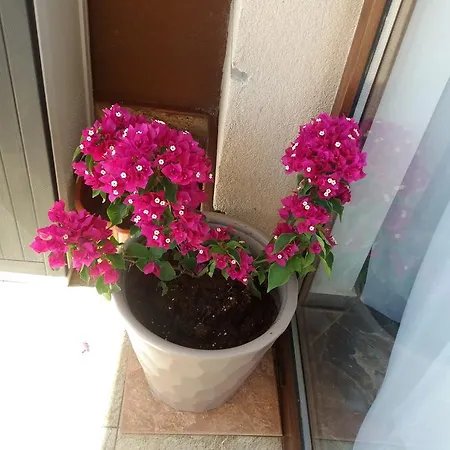 דירה Akrotiriya *
